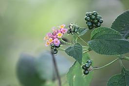 粉紅色的花,鮮花,葉子