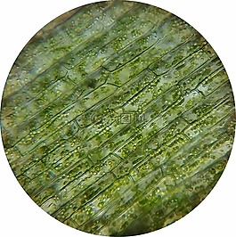 水草,植物细胞,mikroskopieren
