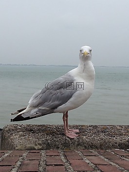 海鷗,海,水
