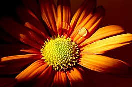 花,開花,廠