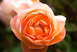 玫瑰,薔薇科,復(fù)合材料