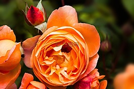 玫瑰,薔薇科,復(fù)合材料