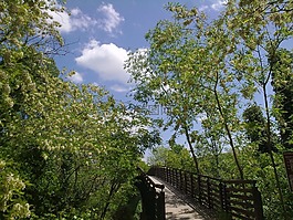 橋,河,綠色