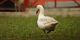 鳥,性質(zhì),動(dòng)物界