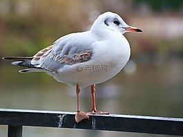 鳥,海鷗,動物
