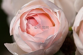 玫瑰,薔薇科,復(fù)合材料