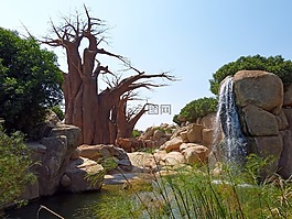 大象,動物園,厚皮類動物