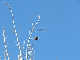 分支機構(gòu),白,ave