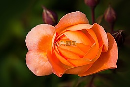 玫瑰,薔薇科,復合材料
