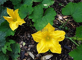 履帶板,瓜,鮮花