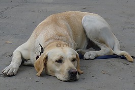 狗,拉布拉多,動物
