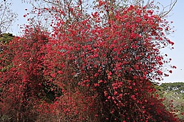 九重葛,鮮花,紅色