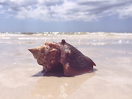 貝殼,海灘,沙