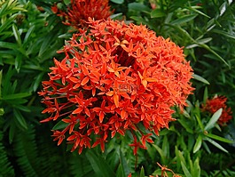 ixory,紅色,花