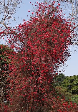 九重葛,登山者,鮮花