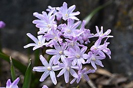 puschkinie,花,鮮花