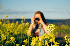 黃色,鮮花,花園