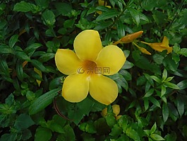 花,黃色,性質(zhì)