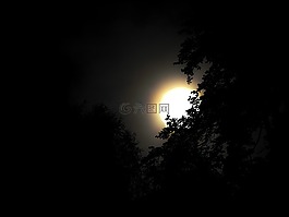 太陽(yáng),黑暗,樹