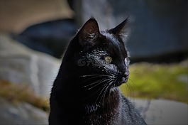 黑色,貓,動物