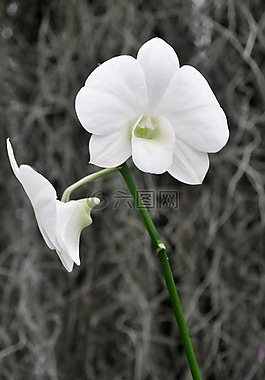 蘭花,野生花卉,植物學(xué)