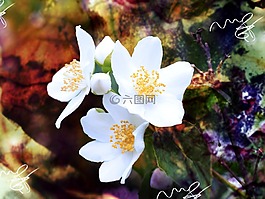 茉莉,模擬橙,鮮花