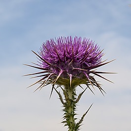 薊,花,植物