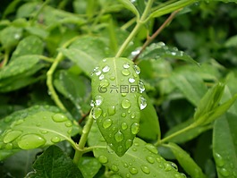 雨,葉,濕