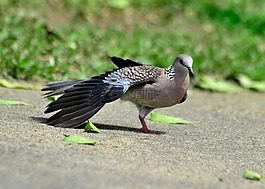 鴿子,捉住了,鳥(niǎo)