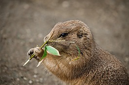 地鼠,嚙齒動物,新月形面包