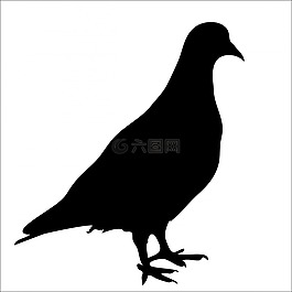 鳥,鴿子,黑
