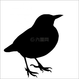 鳥,黑鳥,動(dòng)物