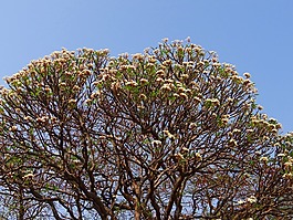 姜黃色百合花,素馨花,鮮花