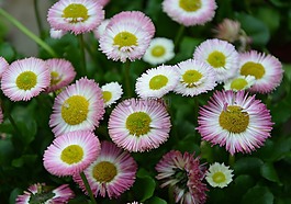 鲜花,花弹簧,雏菊
