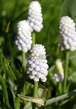 風(fēng)信子,白,花