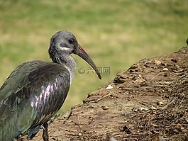 鳥(niǎo),尋找,鳥(niǎo)嘴