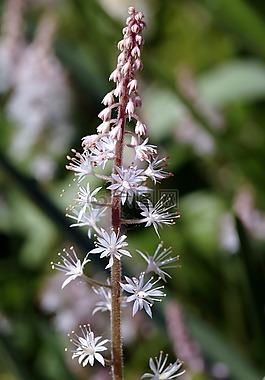 tiarella,花,植物