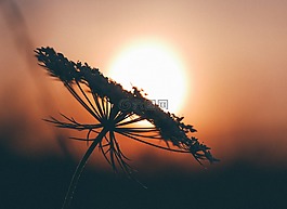 花,側(cè)影,陰影