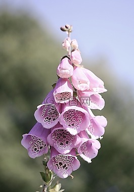 有毒,花,野生