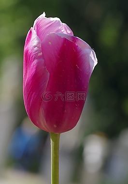 郁金香,杯,紫