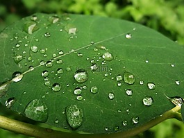 葉子,綠色,雨滴