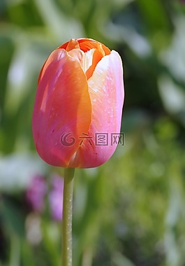 郁金香,杯,橙色