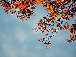 紅色,葉子,枝杈