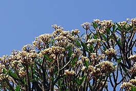 姜黃色百合花,素馨花,鮮花