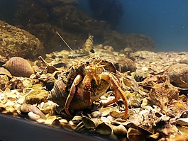 魚缸,隱士,水