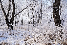 雪,霜,景觀