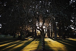樹,公園,草