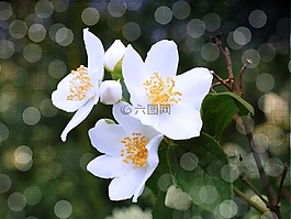 茉莉,模擬橙,鮮花
