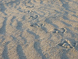 沙,軌道,海鷗