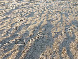 沙,軌道,海鷗